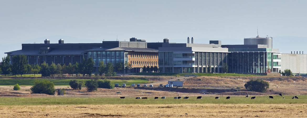 View of science buildings across the grassy fields filled with grazing cows.